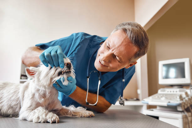 Best Emergency Dental Care for Broken or Chipped Teeth in Macon, MO